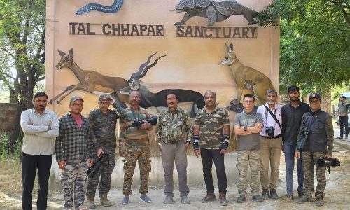 Tal Chhapar, Rajasthan Wildlife Photography Trip (26-29 October, 2024)