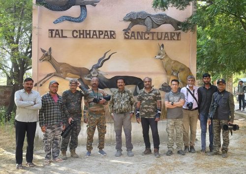 Tal Chhapar, Rajasthan Wildlife Photography Trip (26-29 October, 2024)