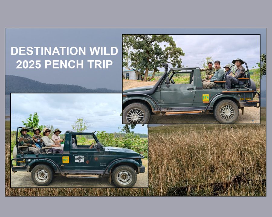 Pench National Park Wildlife Photography Tour (15-18 June, 2025)