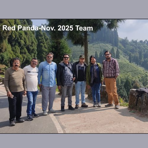 Red Panda Photography Expedition (15-19 November, 2025)