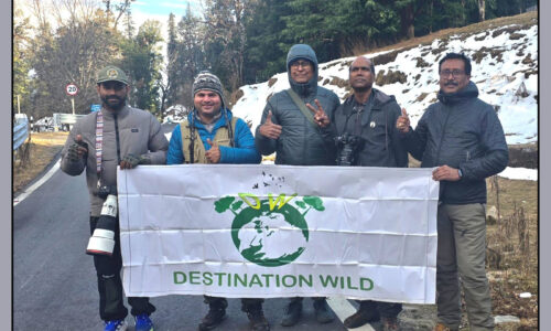 Chopta-Mandal-Uttrakhand Bird Photography Tour (4-11 February, 2026)