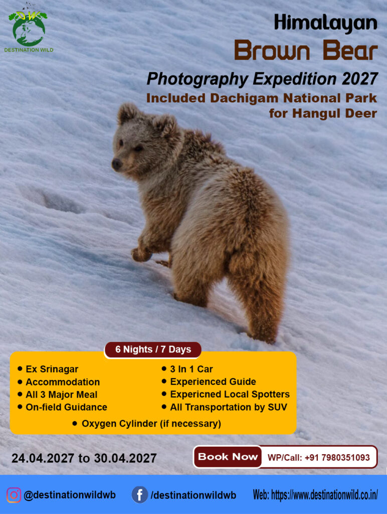 Brown Bear
