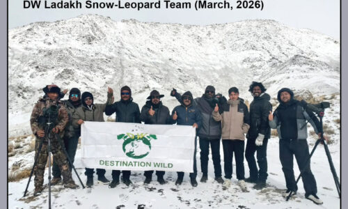 Snow Leopard & Lynx Photography Expedition Ladakh (11-20 March, 2026)