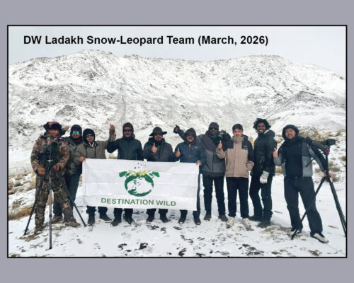 Snow Leopard & Lynx Photography Expedition Ladakh (11-20 March, 2026)