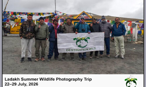 Ladakh Wildlife Photography Tour (22 – 30 July, 2026)