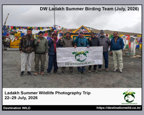 Ladakh Wildlife Photography Tour (22 – 30 July, 2026)