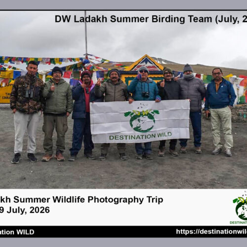 Ladakh Wildlife Photography Tour (22 – 30 July, 2026)